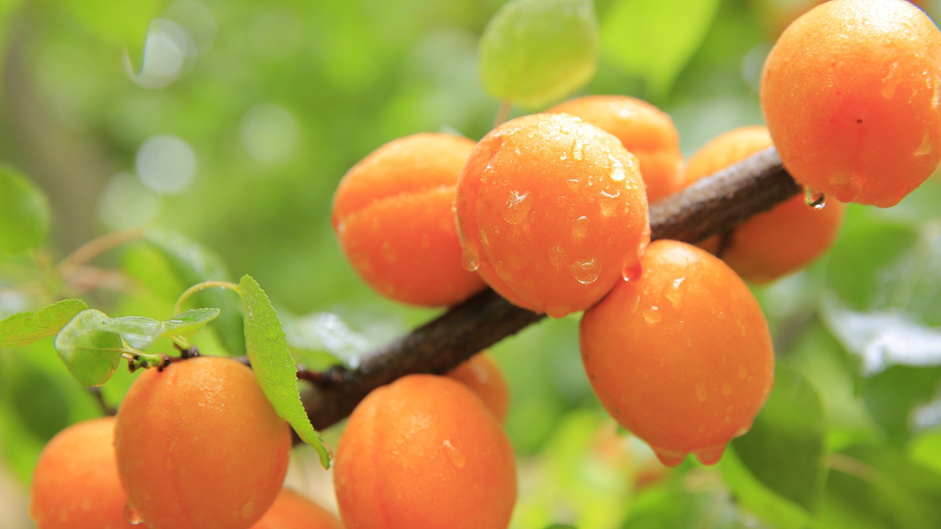 Apricots