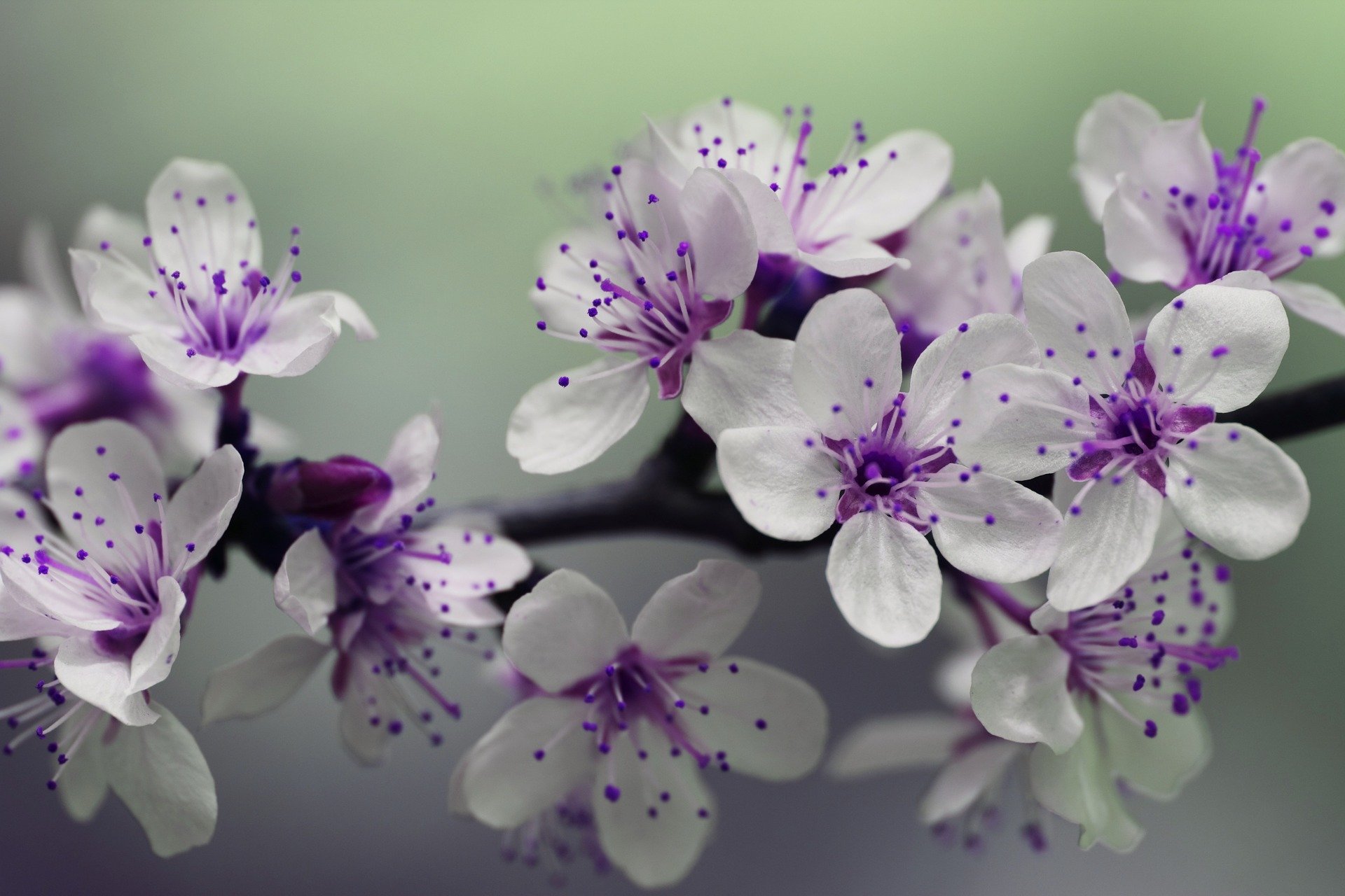 Spring